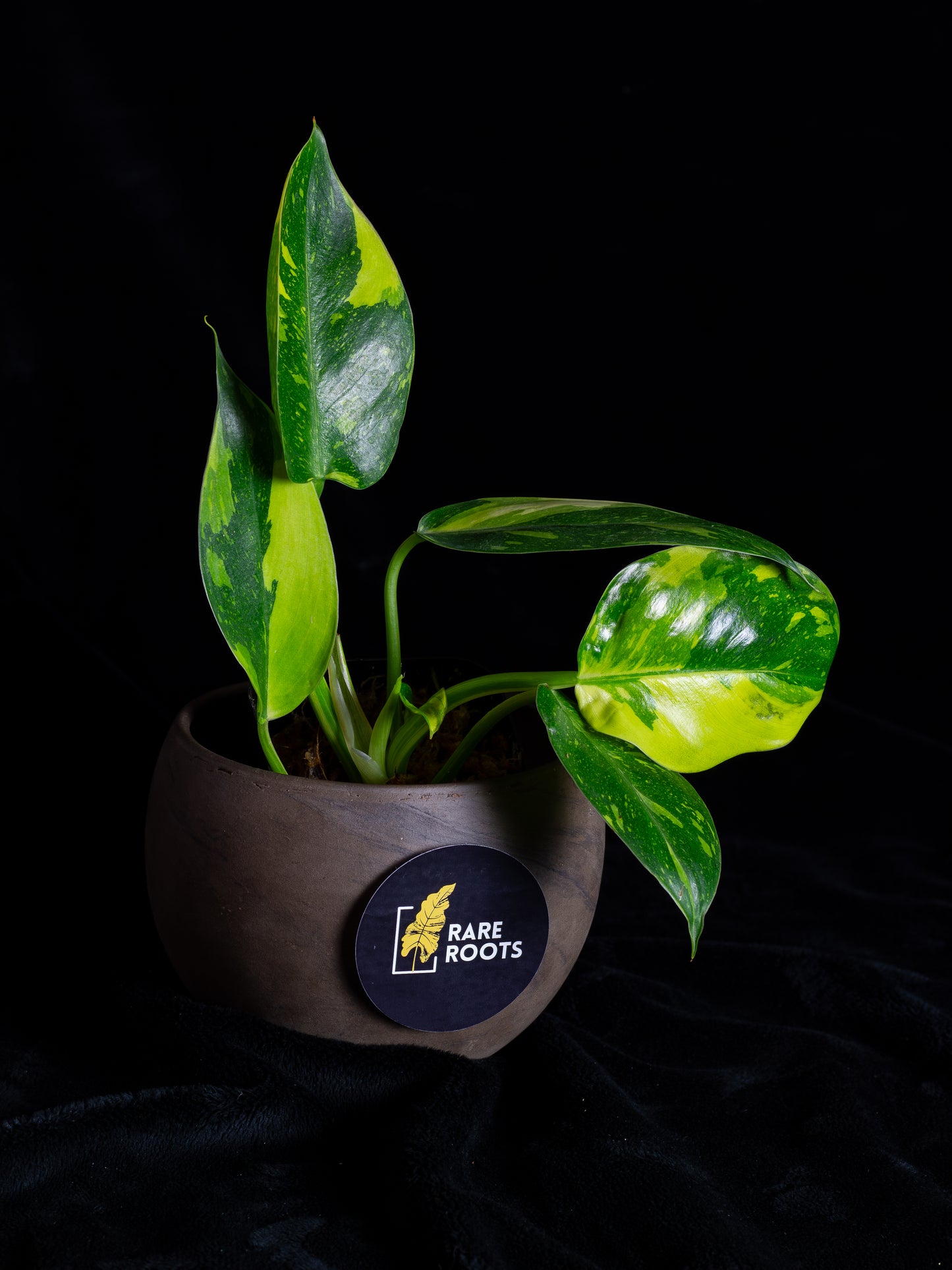 Philodendron "Nuclear" 'Green Congo' hybrid variegated - 2 growth points (PCN-X231)