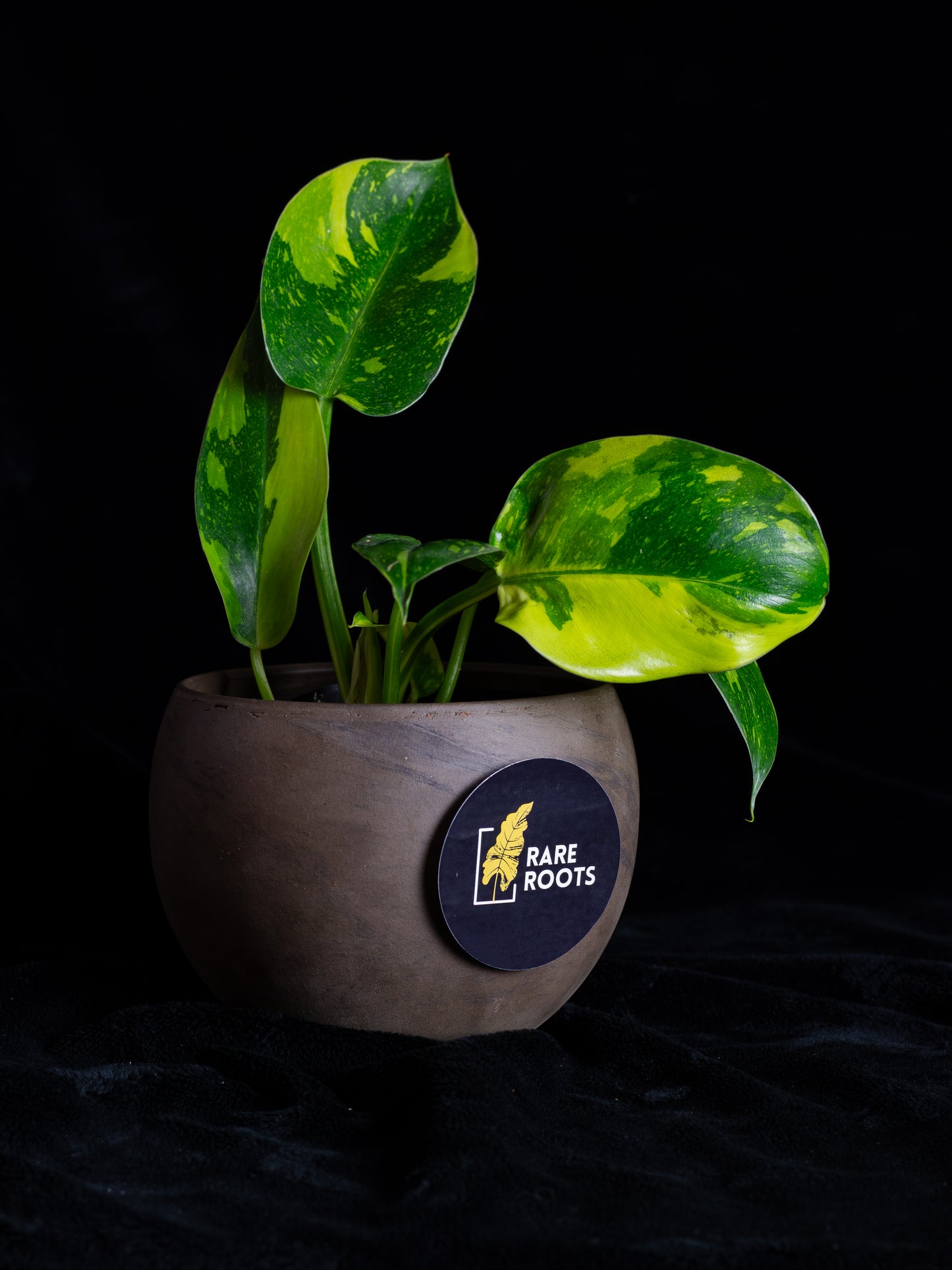 Philodendron "Nuclear" 'Green Congo' hybrid variegated - 2 growth points (PCN-X231)