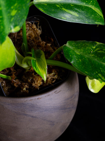 Philodendron "Nuclear" 'Green Congo' hybrid variegated - 2 growth points (PCN-X231)