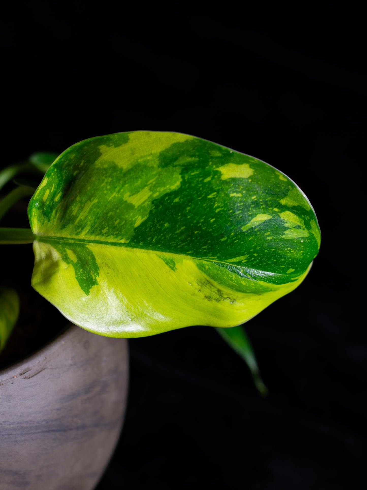 Philodendron "Nuclear" 'Green Congo' hybrid variegated - 2 growth points (PCN-X231)