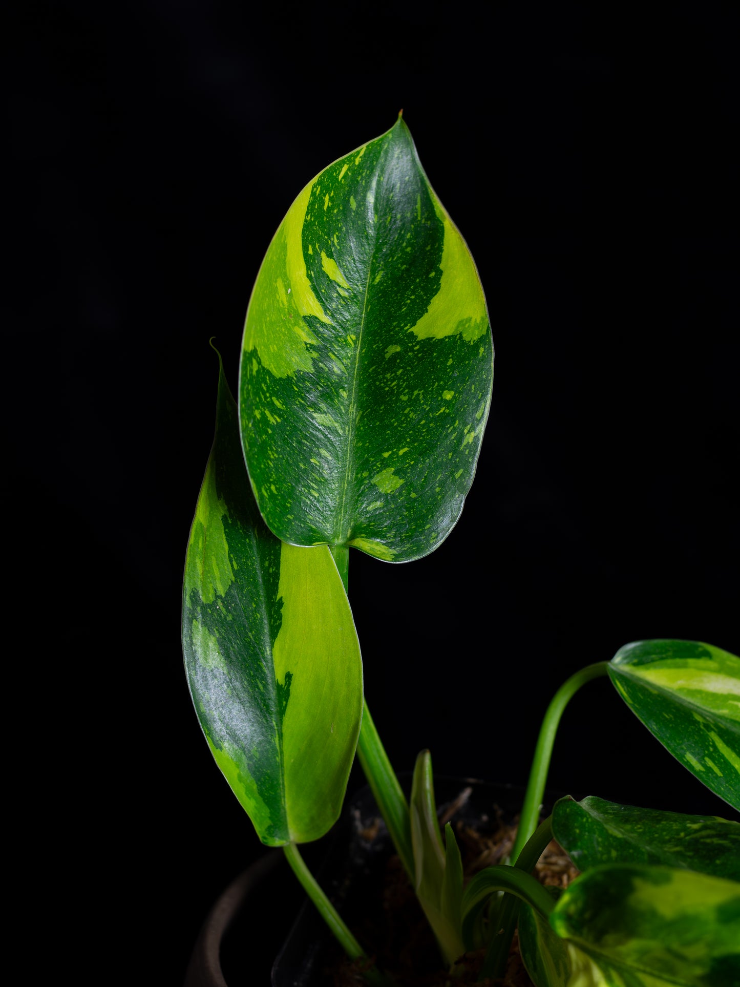 Philodendron "Nuclear" 'Green Congo' hybrid variegated - 2 growth points (PCN-X231)