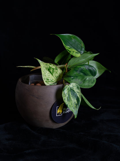 Philodendron hederaceum variegated (PHV-1131)