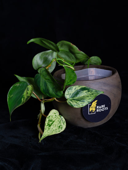 Philodendron hederaceum variegated (PHV-1131)