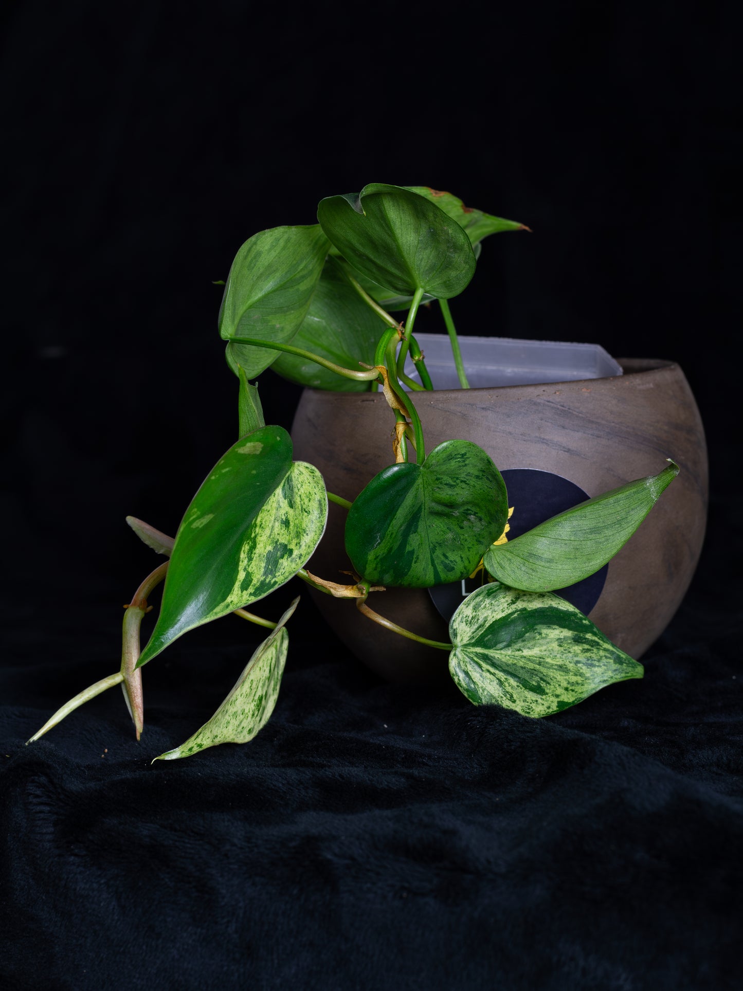 Philodendron hederaceum variegated (PHV-1131)