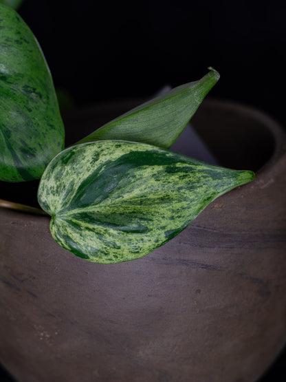 Philodendron hederaceum variegated (PHV-1131)