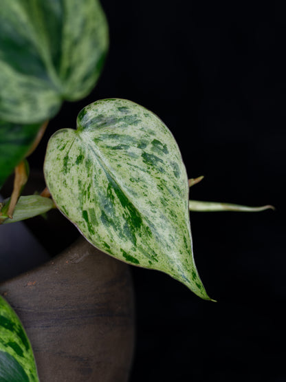 Philodendron hederaceum variegated (PHV-1131)