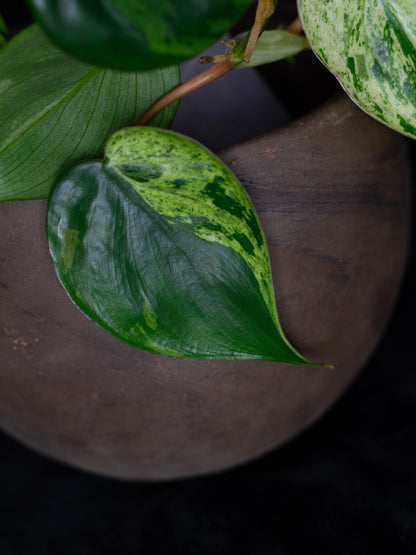 Philodendron hederaceum variegated (PHV-1131)