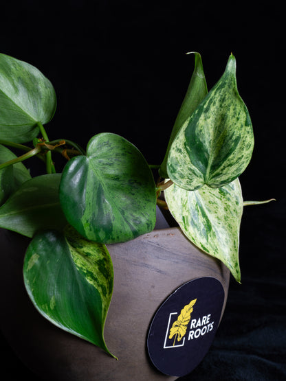 Philodendron hederaceum variegated (PHV-1131)