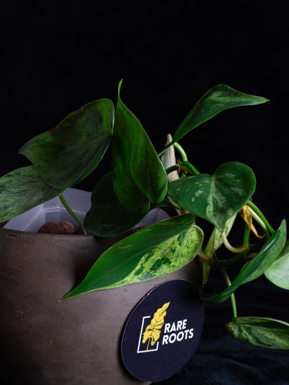 Philodendron hederaceum variegated (PHV-1131)