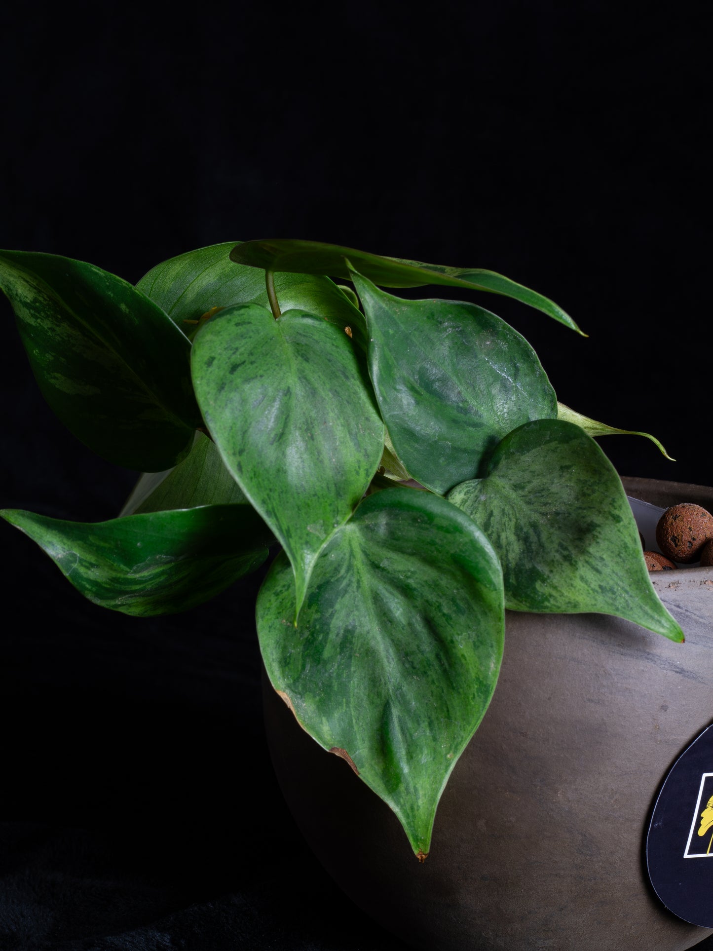 Philodendron hederaceum variegated (PHV-1131)