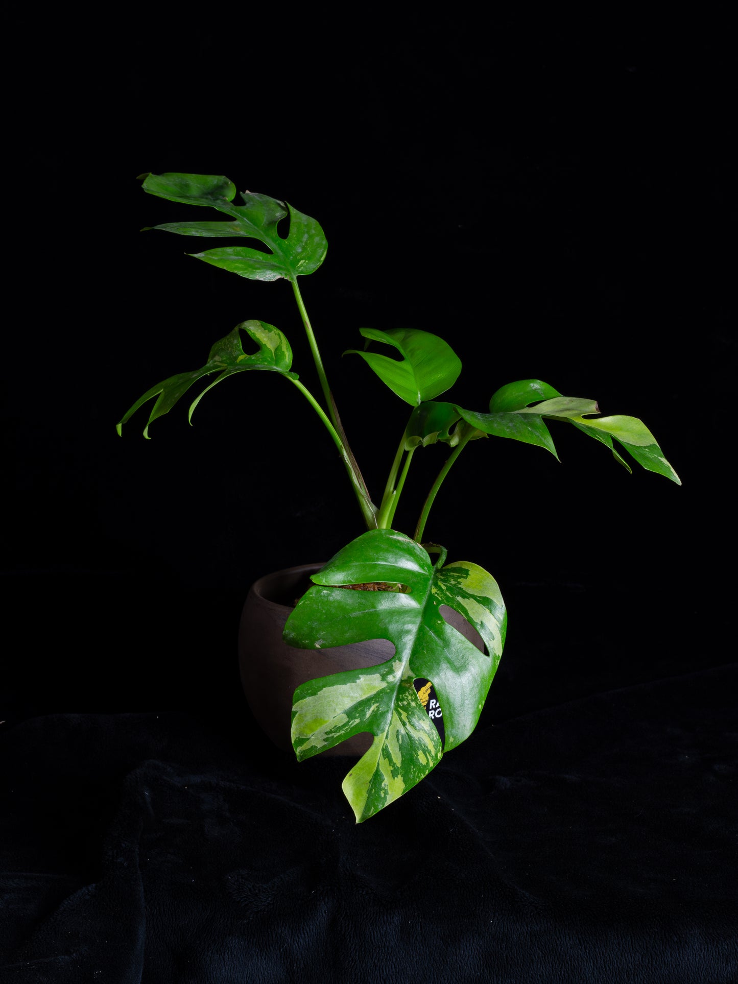 Rhaphidophora Tetrasperma albo variegated (RTV-X232)