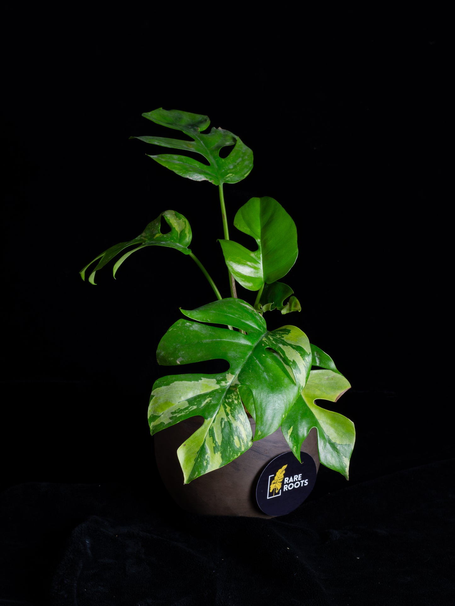Rhaphidophora Tetrasperma albo variegated (RTV-X232)