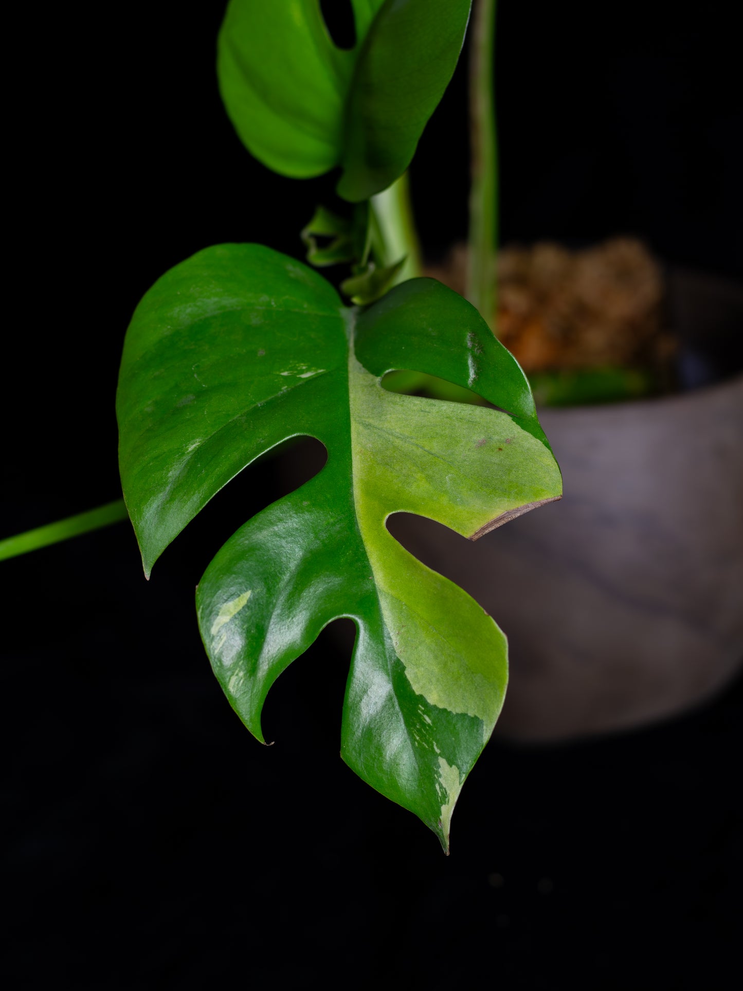 Rhaphidophora Tetrasperma albo variegated (RTV-X232)