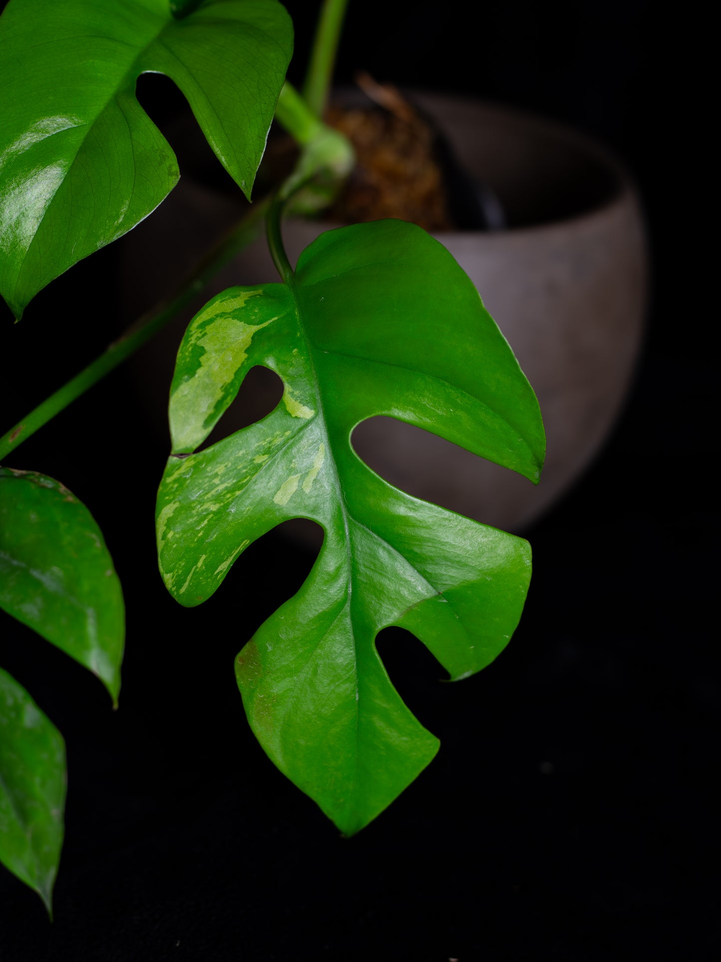 Rhaphidophora Tetrasperma albo variegated (RTV-X232)