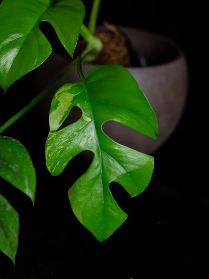 Rhaphidophora Tetrasperma albo variegated (RTV-X232)