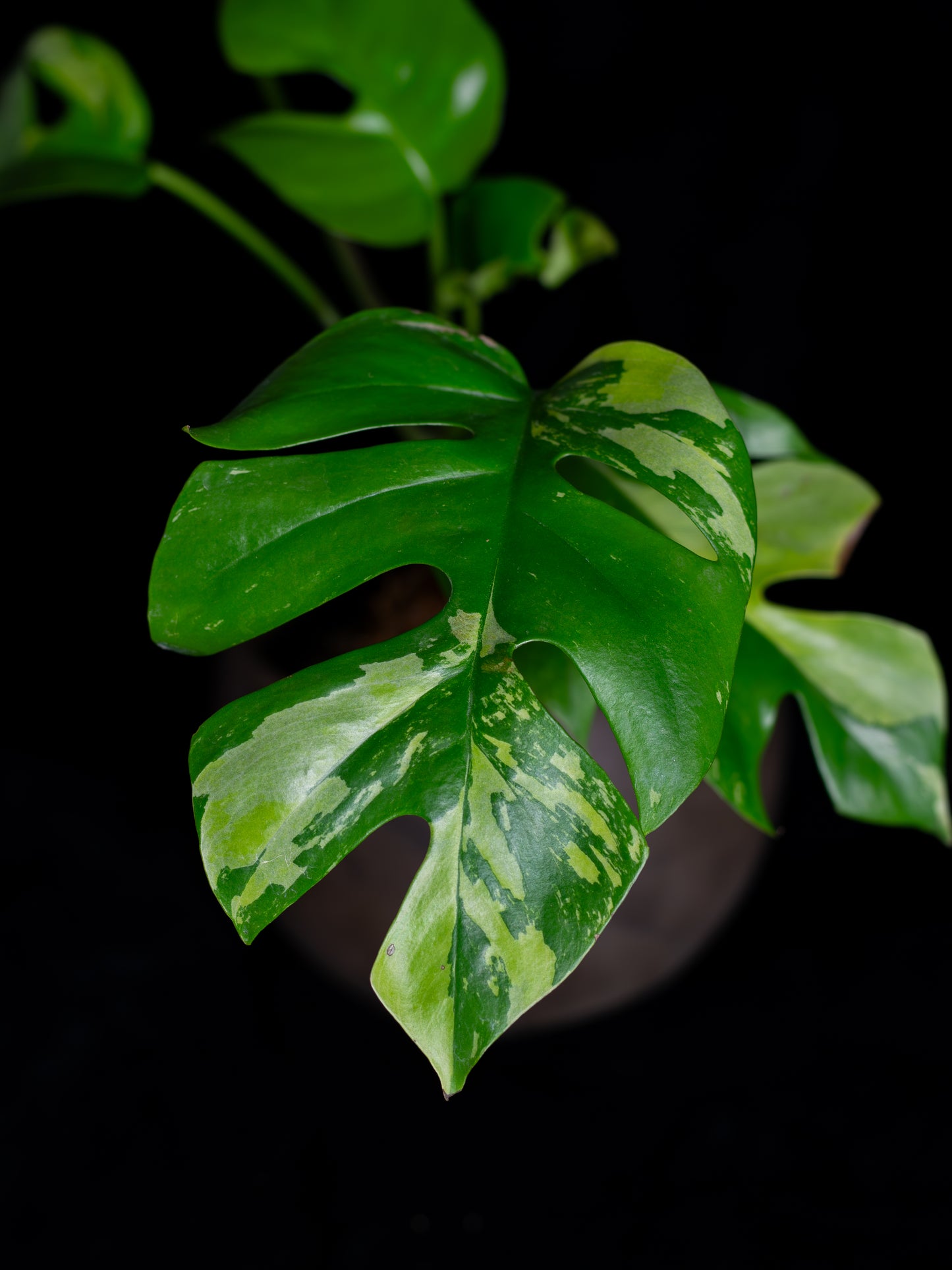 Rhaphidophora Tetrasperma albo variegated (RTV-X232)