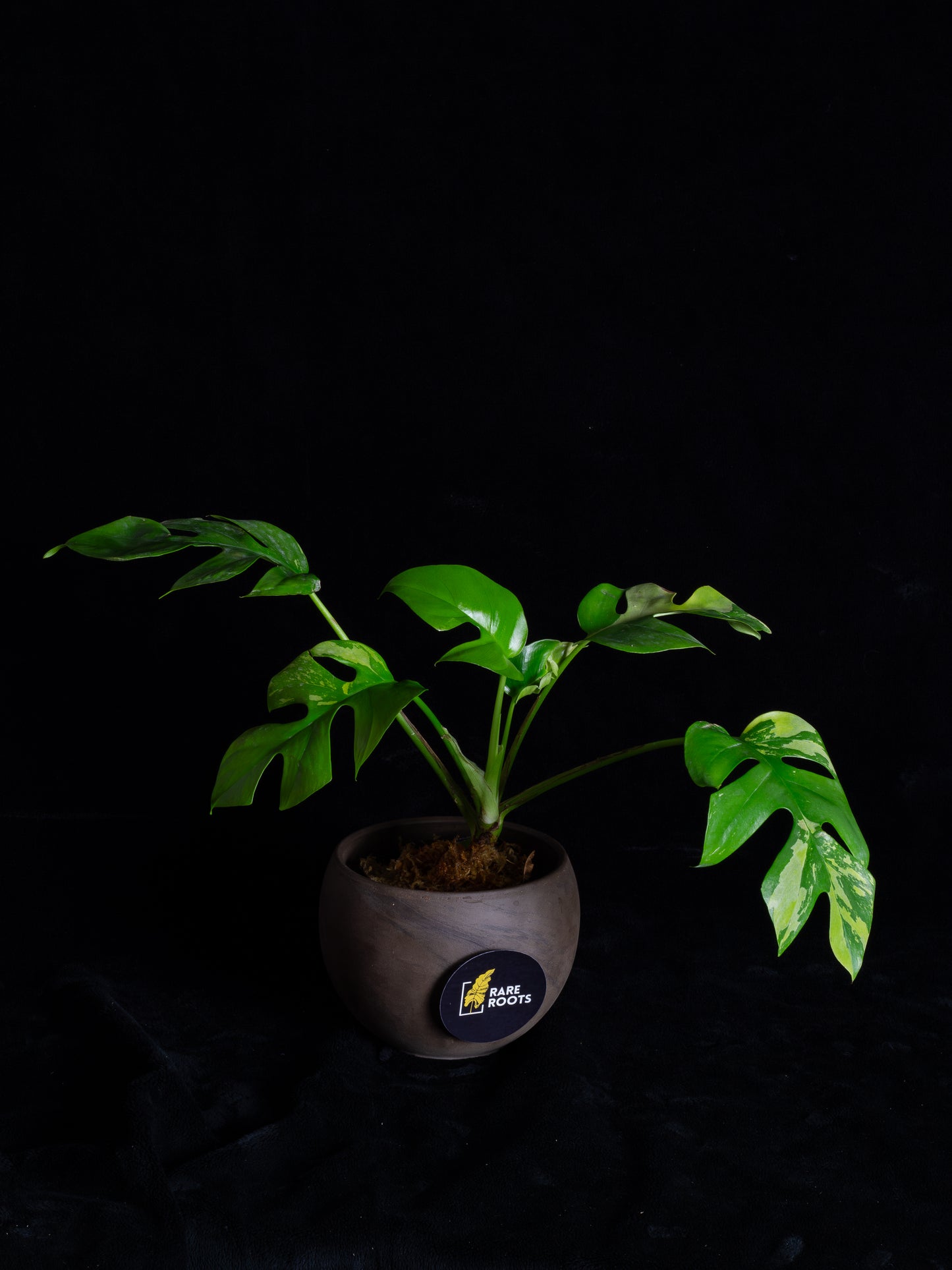 Rhaphidophora Tetrasperma albo variegated (RTV-X232)