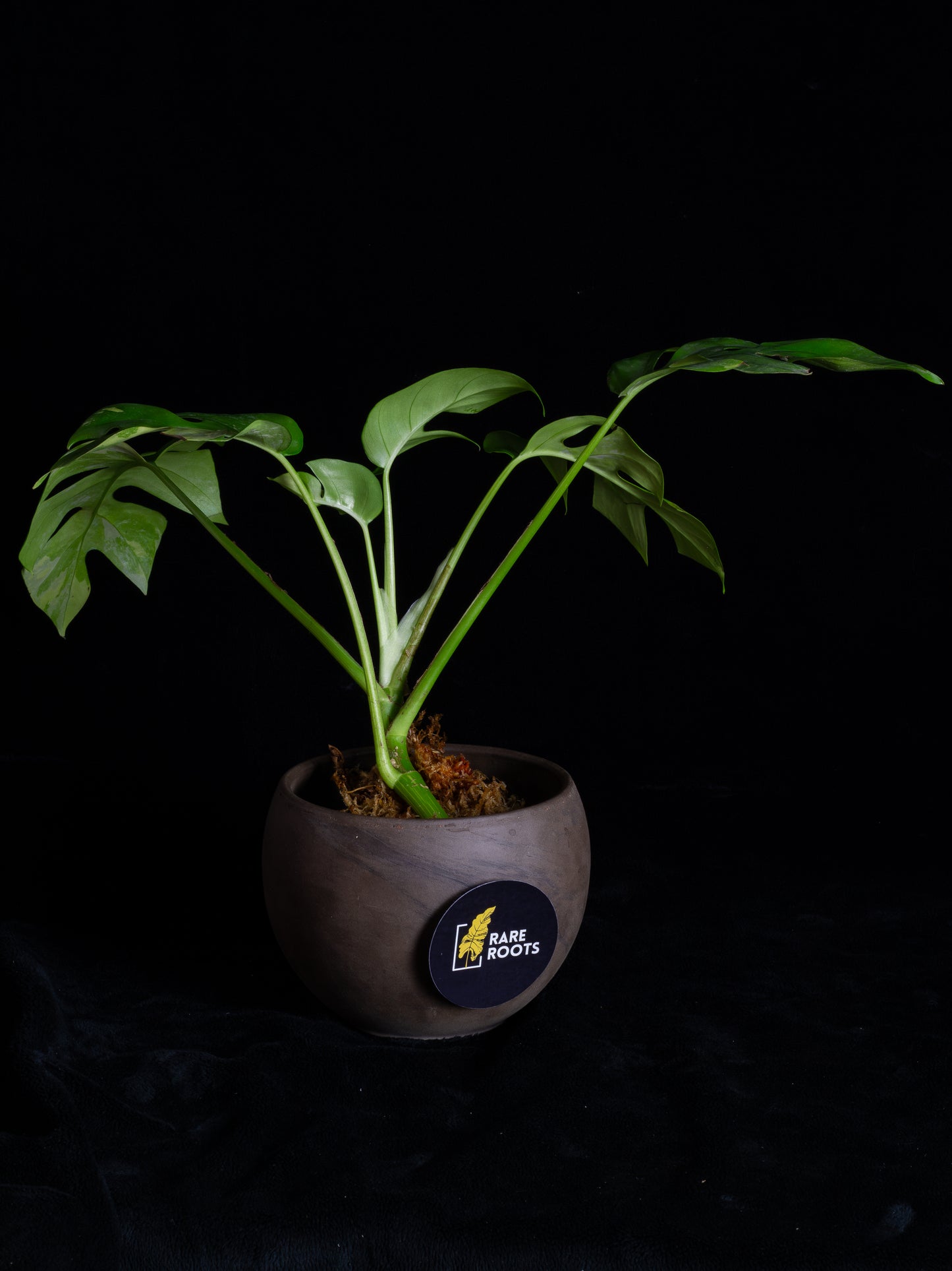 Rhaphidophora Tetrasperma albo variegated (RTV-X232)