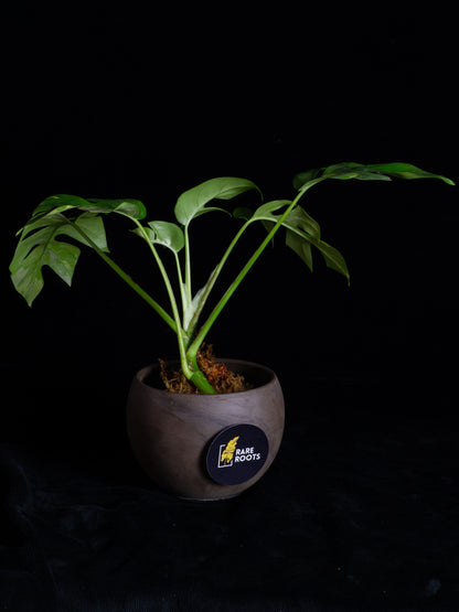 Rhaphidophora Tetrasperma albo variegated (RTV-X232)