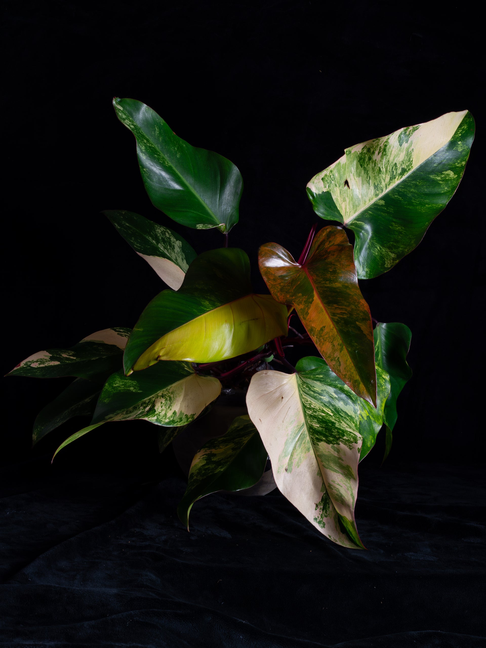 philodendron ss Philodendron Strawberry Shake