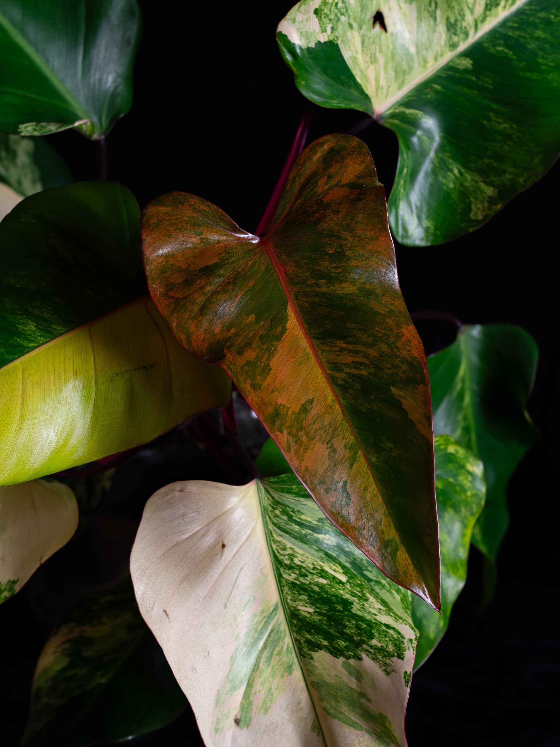 philodendron ss Philodendron Strawberry Shake