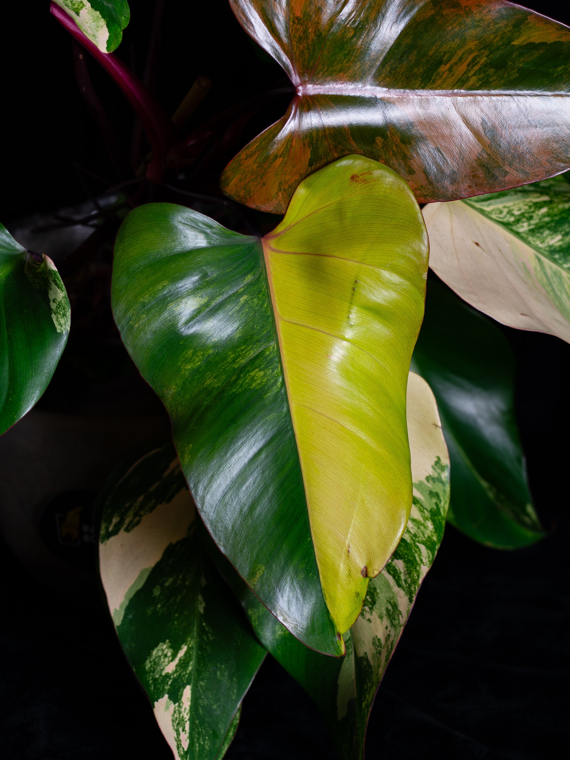 philodendron ss Philodendron Strawberry Shake